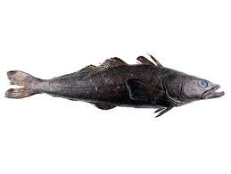 Mero patagónico (Acanthistius patachonicus), pescado de roca premium
